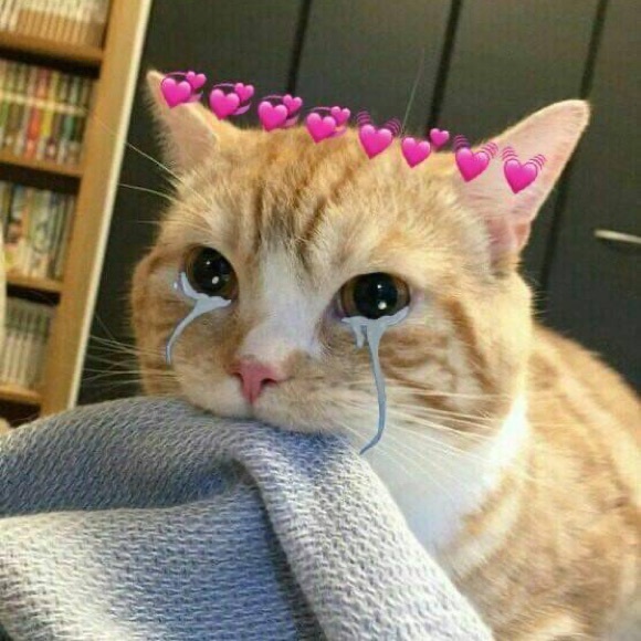 Meet your Posher, Elizabeth - Picture 3 of 3